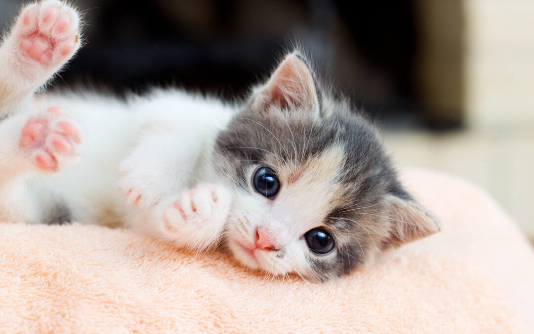 The Ultimate Guide to Caring for Your New Kitten