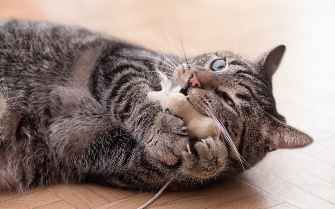 Understanding Cat Behaviour: Decoding Your Feline Friend’s Body Language